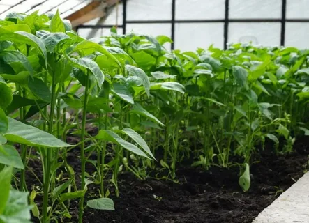 تصویر 3 از بهترین نشا فلفل دلمه‌ ای برای کشت تابستانه